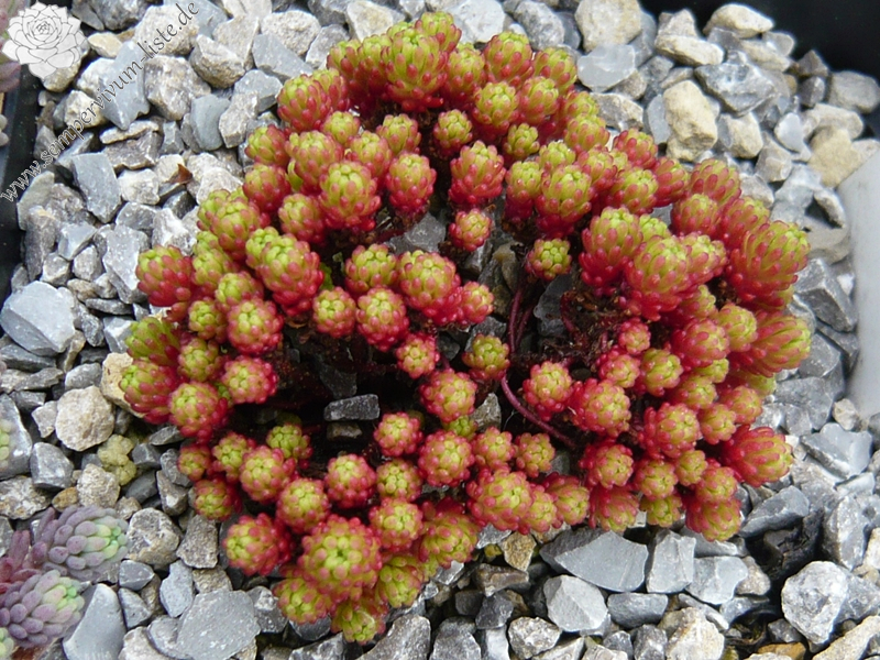 Sedum lydium 'Schottland'