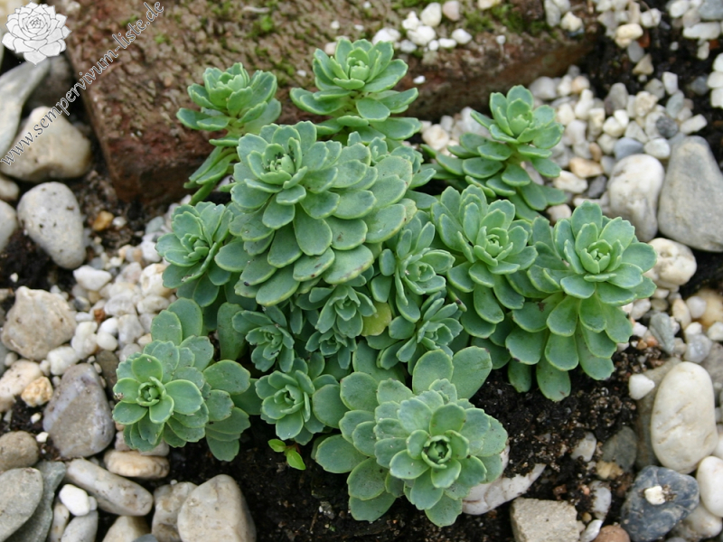 Sedum pachyclados