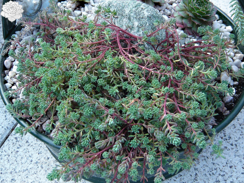Sedum pallidum