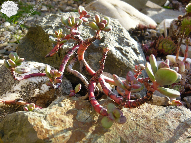 Sedum paradisum