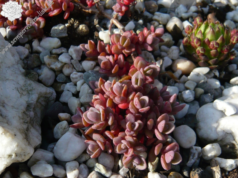 Hylotelephium pluricaule ezawe 'Rosenteppich'