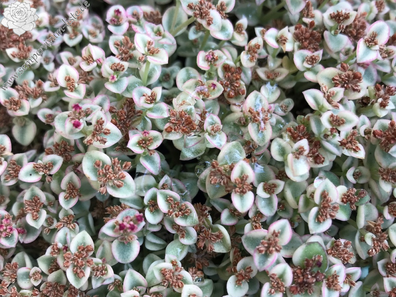 Sedum floriferum 'Little Missy'