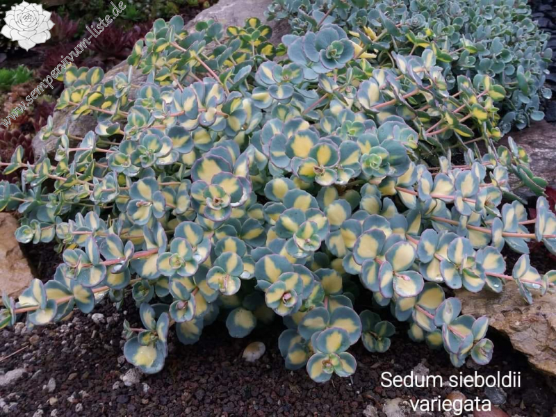 Sedum sieboldii 'Variegata'