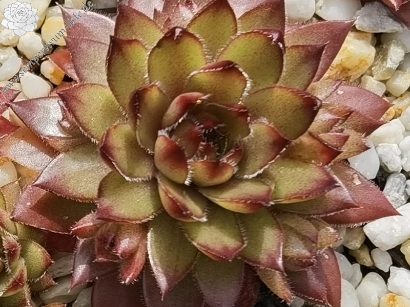 Coco de Mer