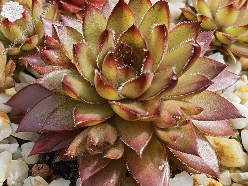 Coco de Mer