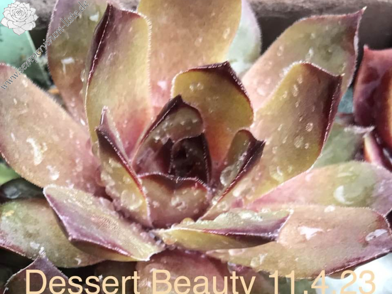 Dessert Beauty