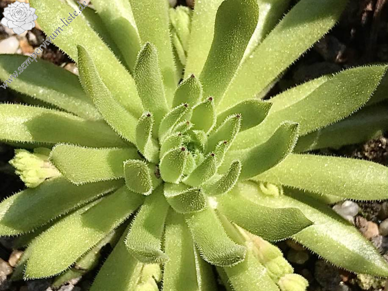 Devils Green