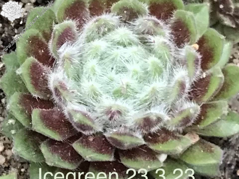 Icegreen