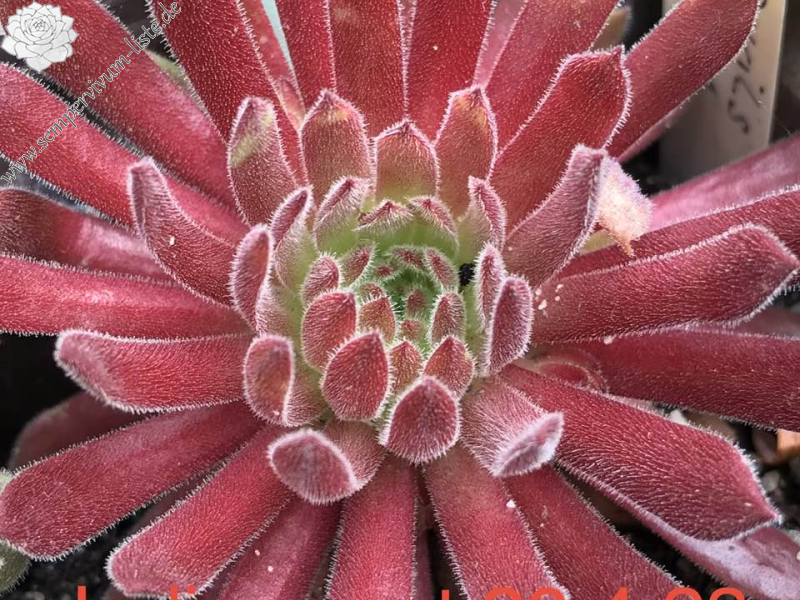Indianerrot