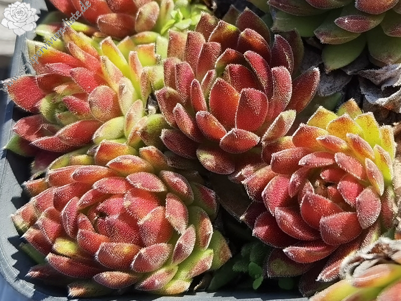 Makumba