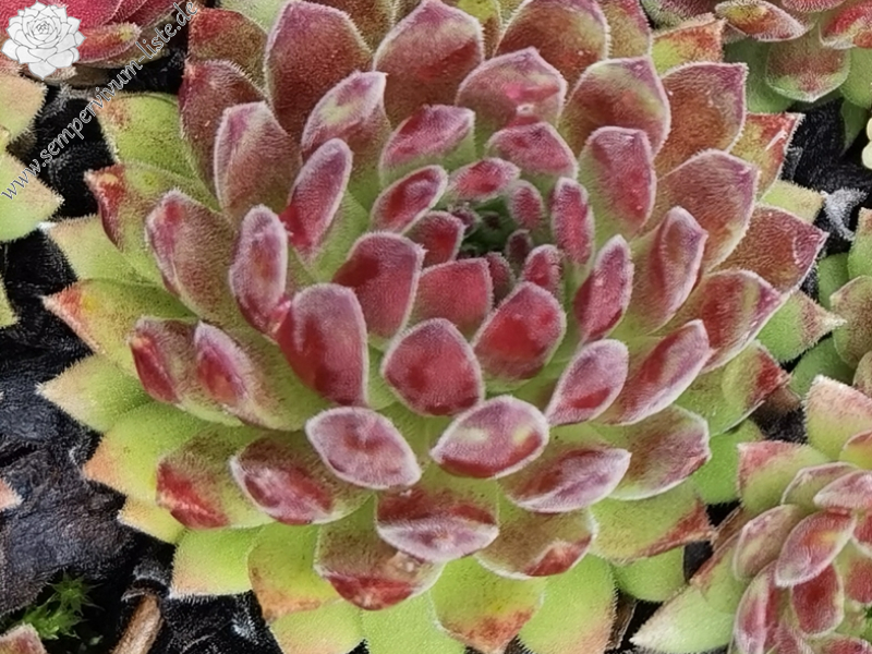 Makumba