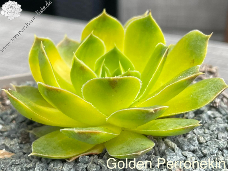 Golden Perronekin / Jovi