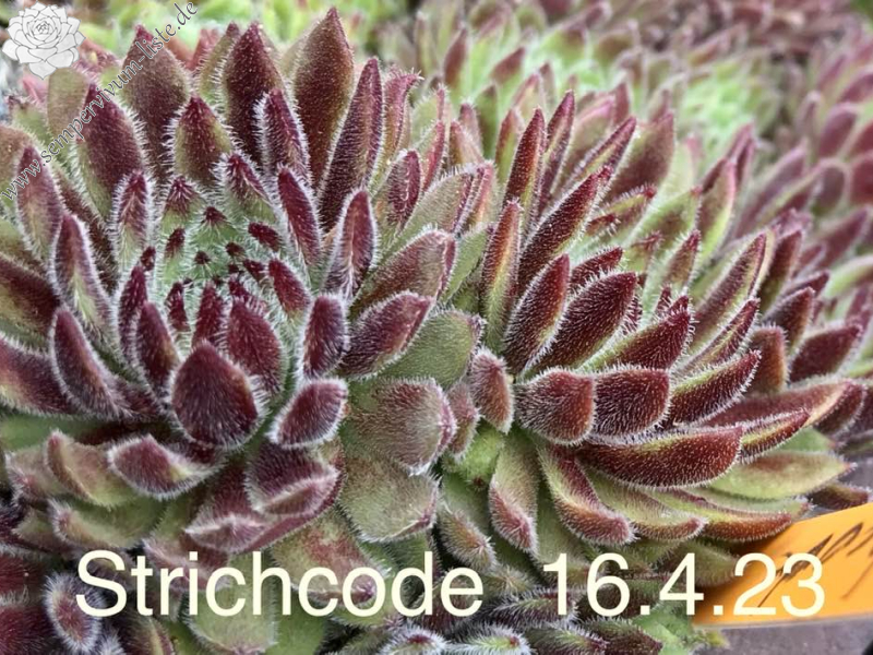 Strichcode