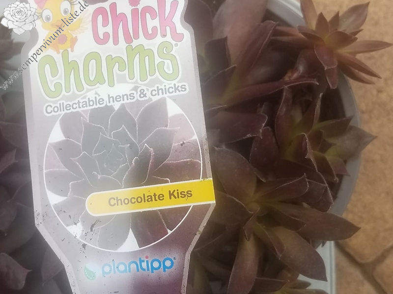 Chick Charms® Chocolate Kiss™