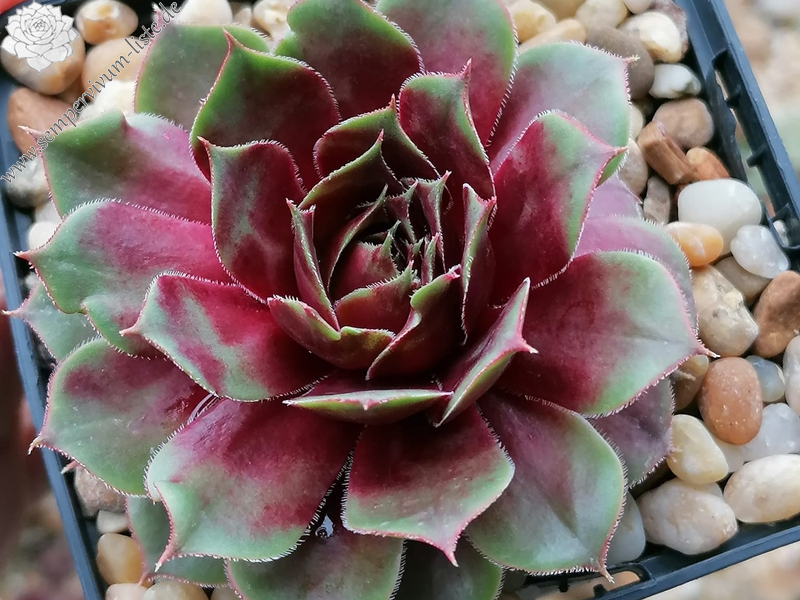Cimi