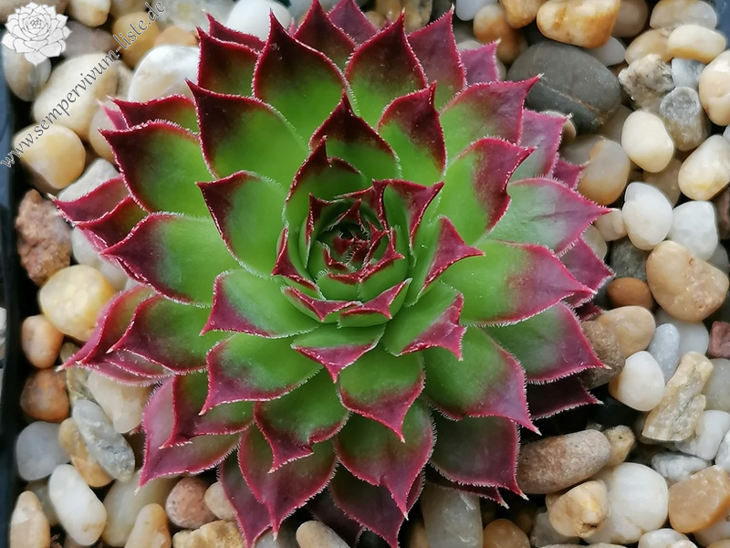 Dorka