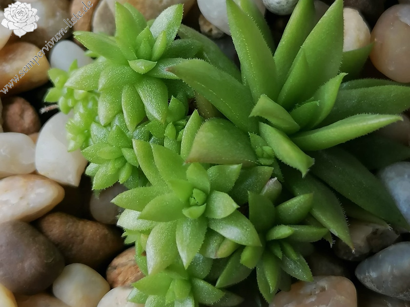 Froschprinz