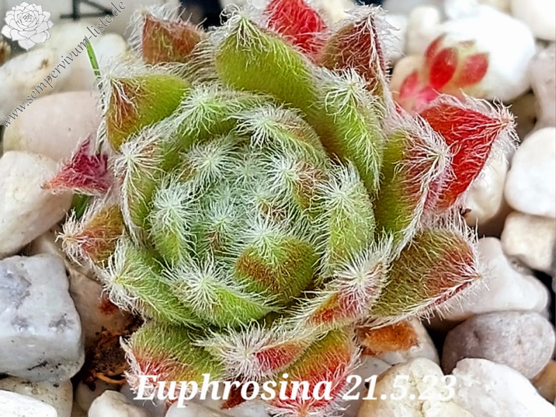 Euphrosina
