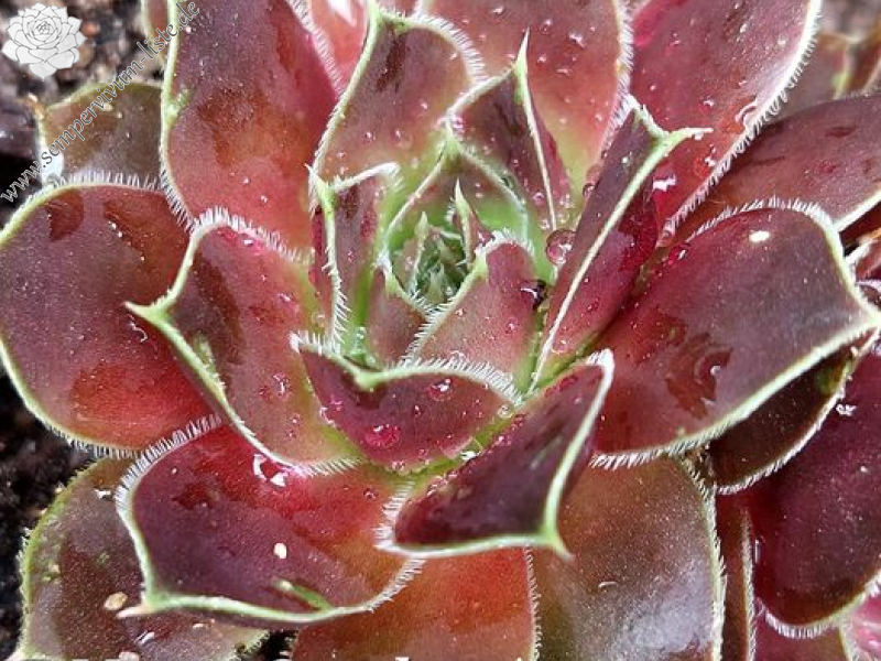 Mount Quechua / Jovi 