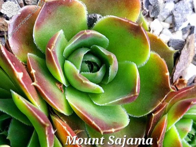 Mount Sajama / Jovi 