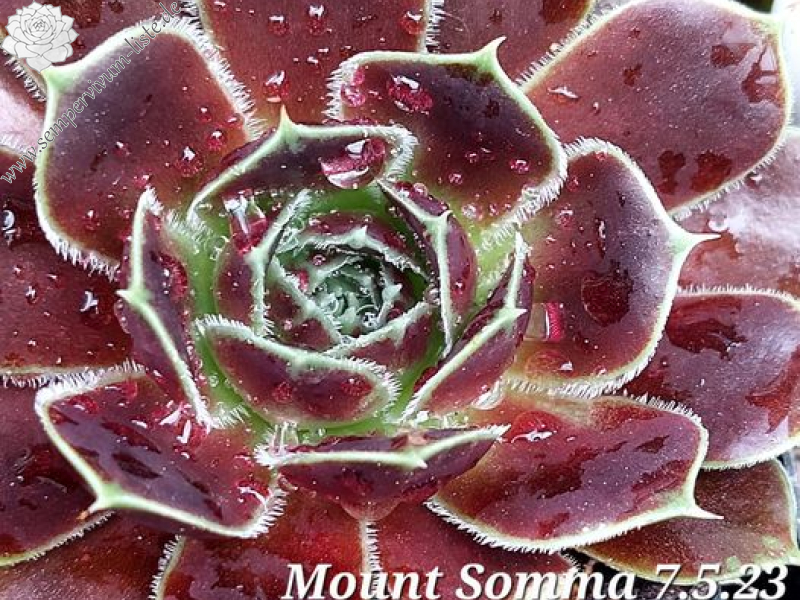 Mount Somma / Jovi