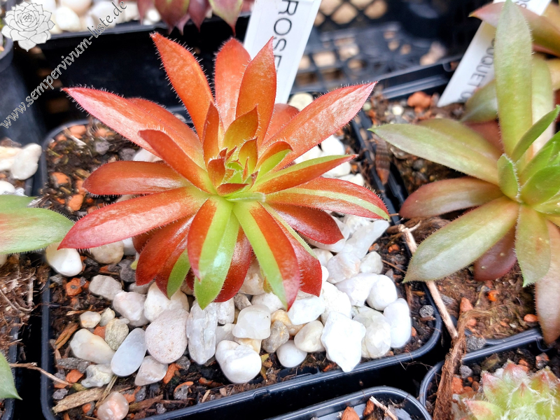 Rocknoll Rosette