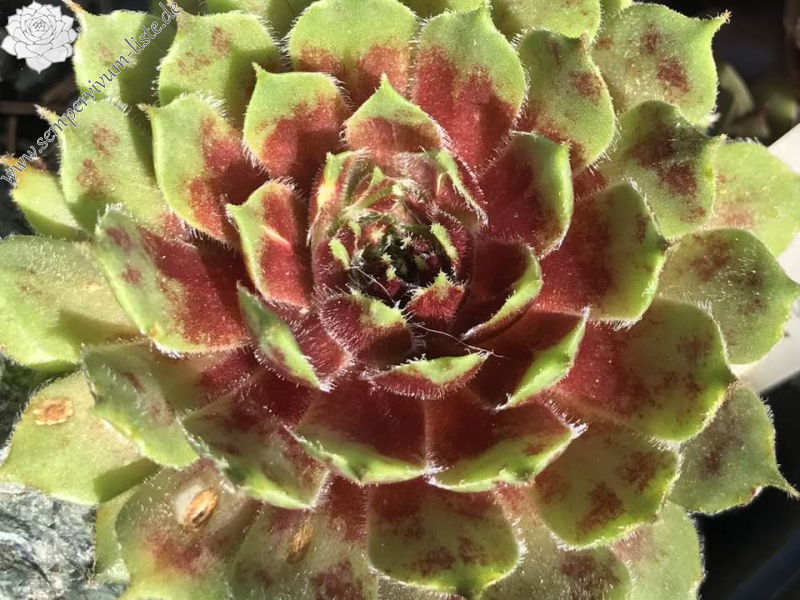 Wiener Rosette