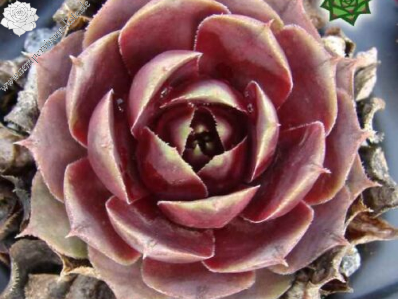 Desert Rose
