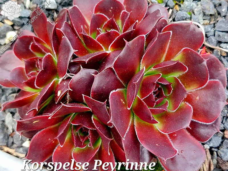 Korspelse Peyrinne / Jovi