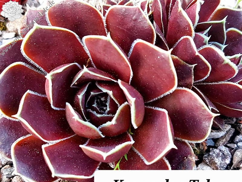 Korspelse Tehora / Jovi