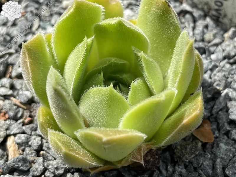 La Campanella / Jovi