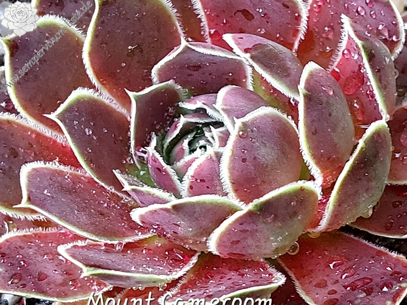 Mount Cameroon / Jovi