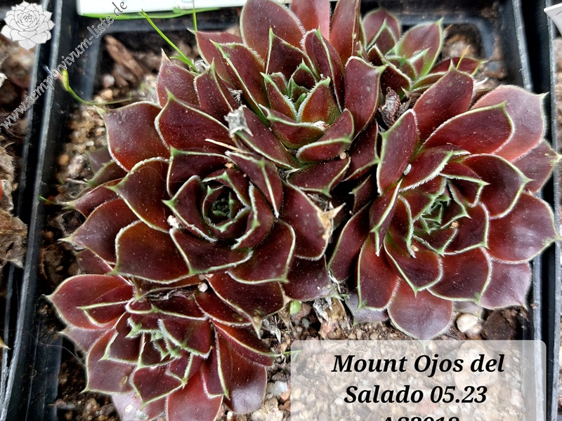 Mount Ojos del Salado / Jovi