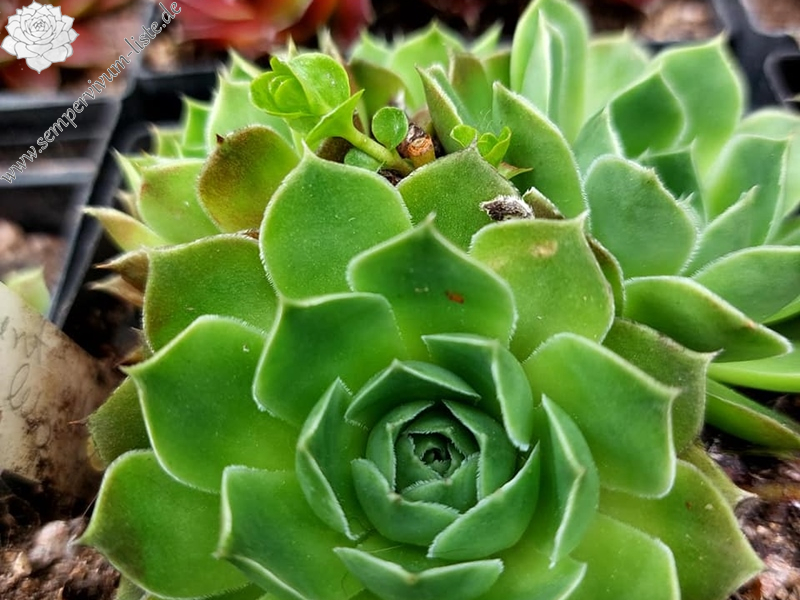 Mount Stanley / Jovi