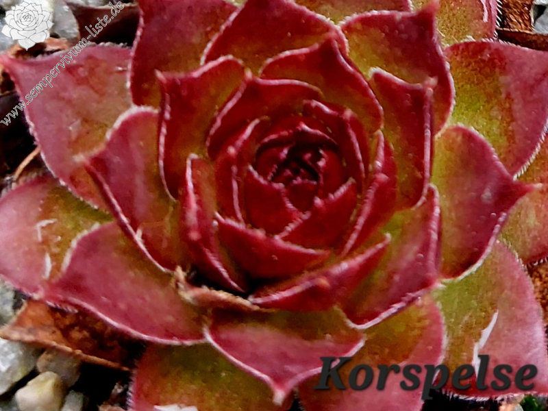 Korspelse Danaisse