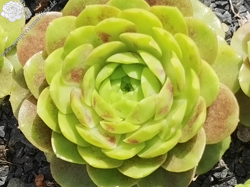 Sweet Rockoon