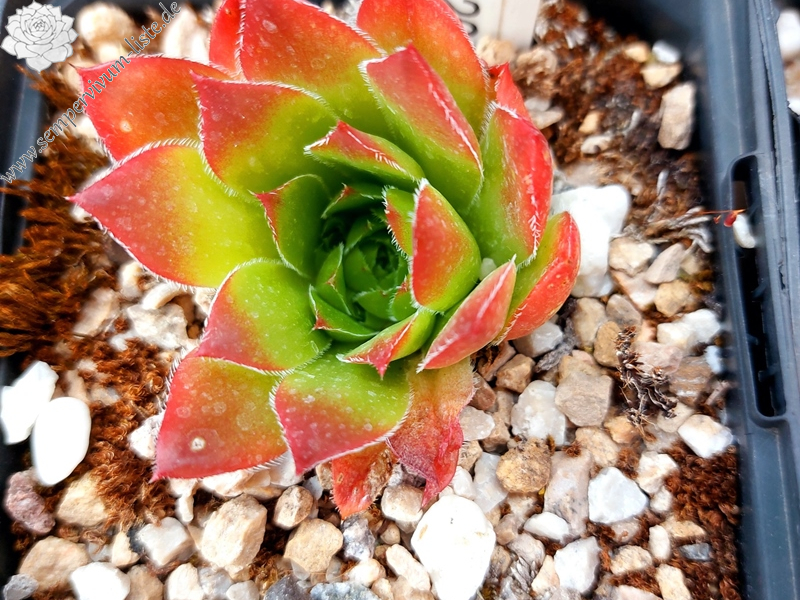 Appel Brunnette / Jovi