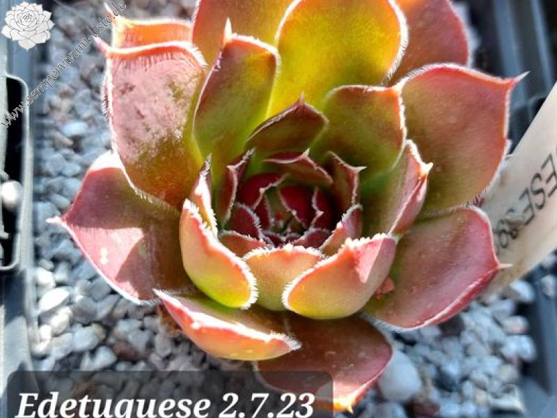 Edetuquese