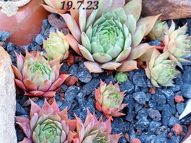 Hall's Variety