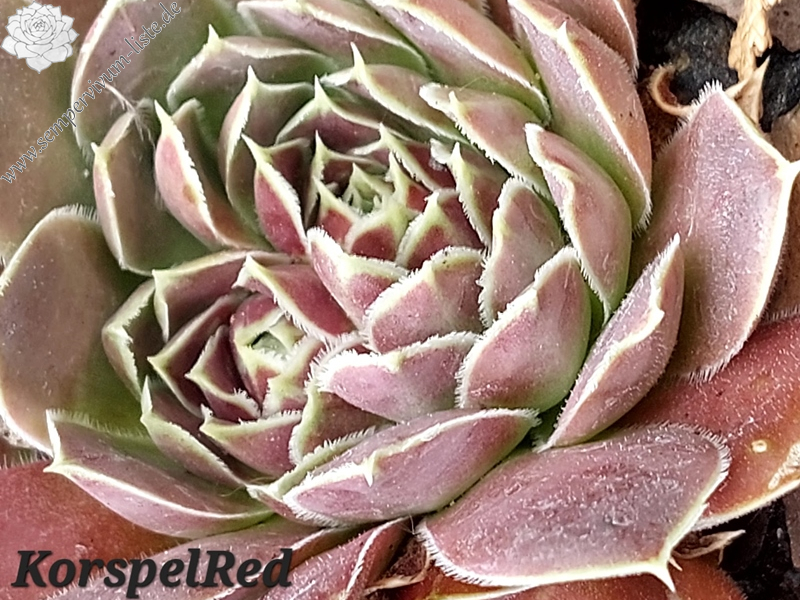 Korspel Red Perpetoe