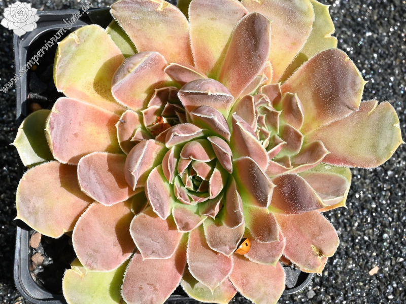 Korspel Red Rose / Jovi 