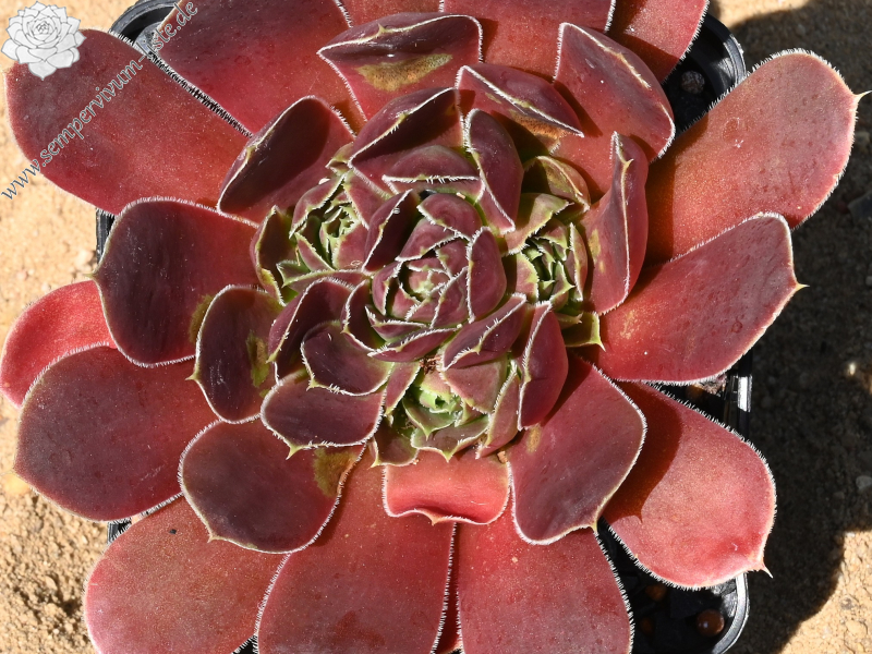 Korspelse Neesekin / Jovi 