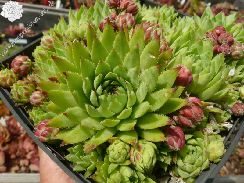 Winter Frosting / Jovi