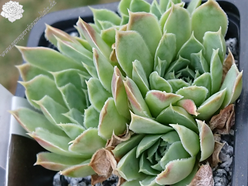 Pallasii