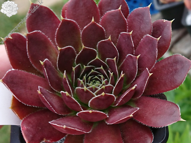 Quelina