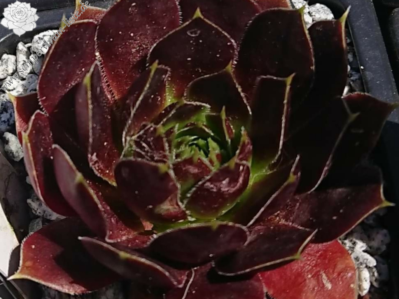 Quelina