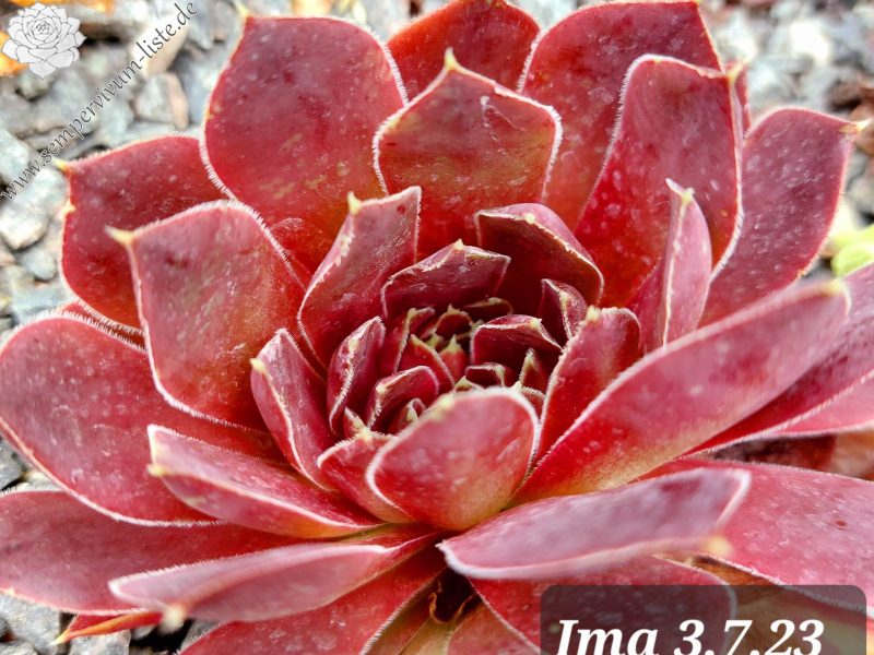 Ima / Jovi