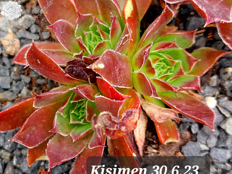 Kisimen / Jovi