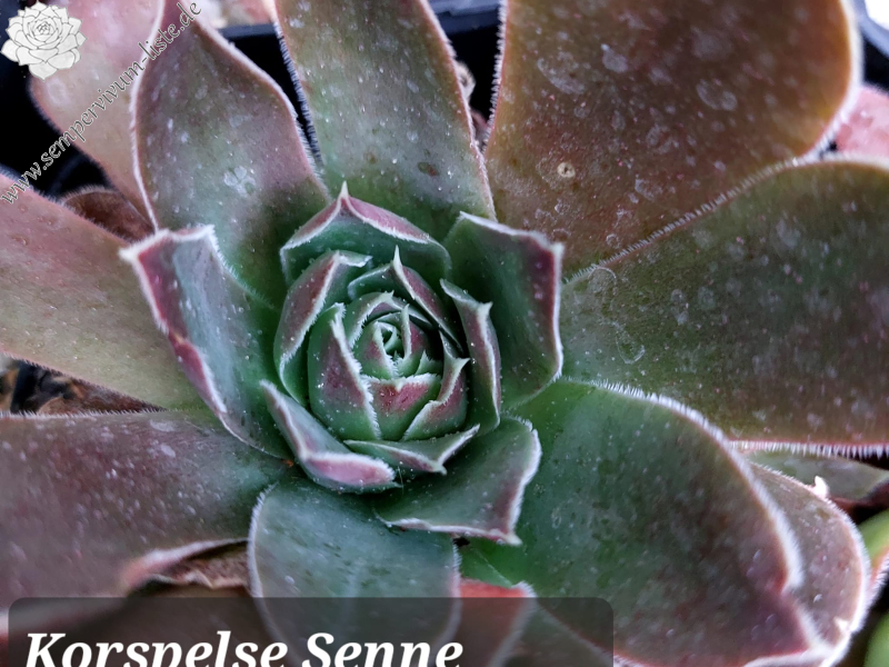 Korspelse Senne Sport / Jovi