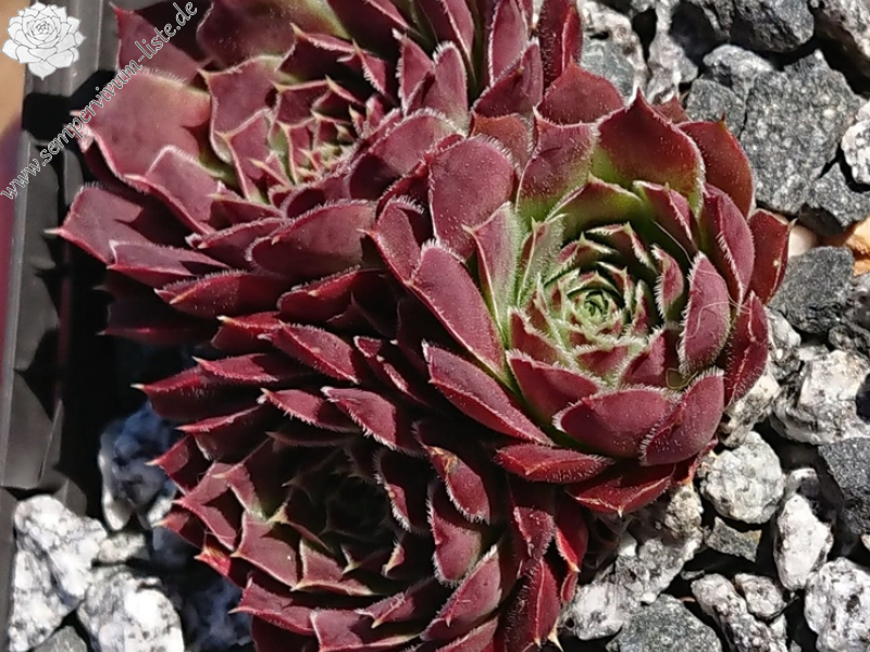 Marie Madeleine / Jovi